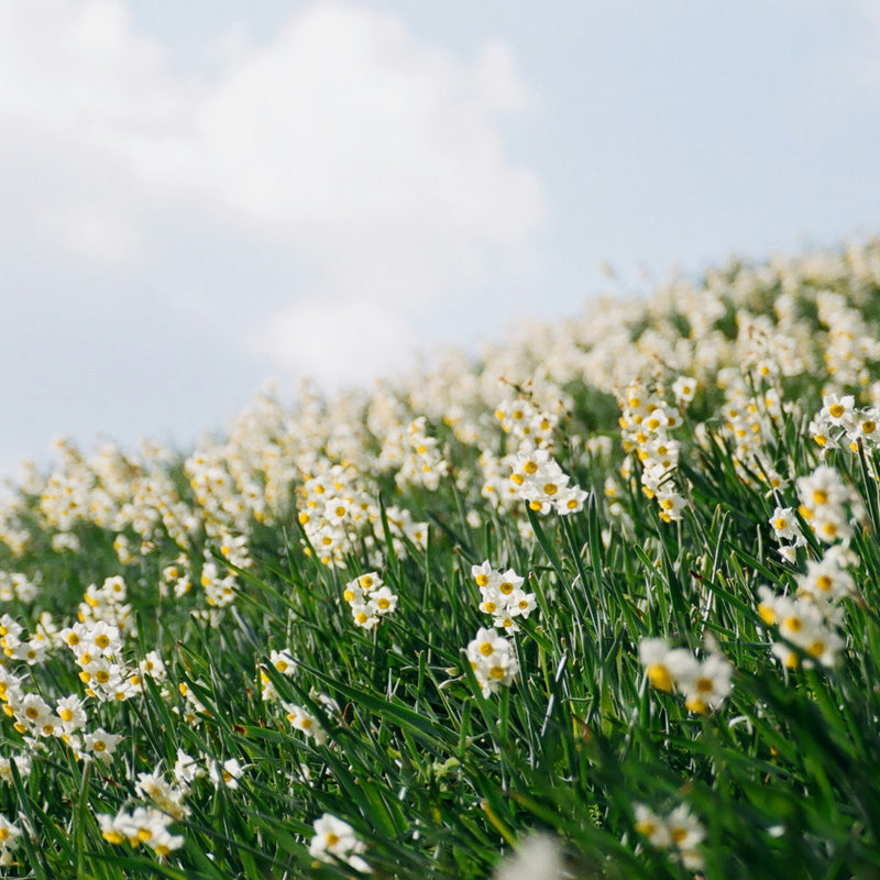 Plouf Scent Gifting: Mother's Day